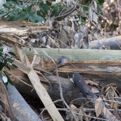 Petroica rosea (Rose Robin) at Morton, NSW - 4 Sep 2020 by wendie