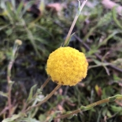 Craspedia variabilis (Common Billy Buttons) at Majura, ACT - 6 Sep 2020 by Lisa.Jok