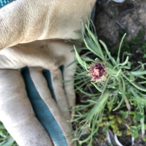 Leucochrysum albicans at Watson, ACT - 6 Sep 2020