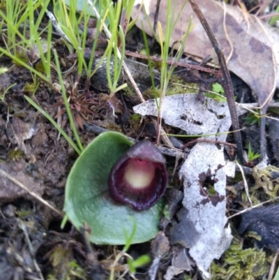 Corysanthes incurva (Slaty Helmet Orchid) at  - suppressed by RosieS