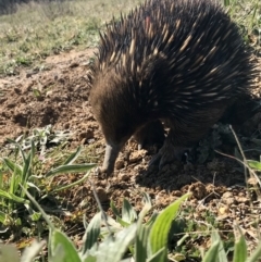 Tachyglossus aculeatus (Short-beaked Echidna) at Mulligans Flat - 6 Sep 2020 by annamacdonald