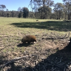 Tachyglossus aculeatus (Short-beaked Echidna) at Forde, ACT - 6 Sep 2020 by annamacdonald