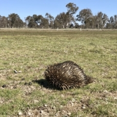 Tachyglossus aculeatus (Short-beaked Echidna) at Mulligans Flat - 6 Sep 2020 by annamacdonald