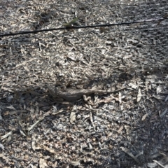 Pogona barbata (Eastern Bearded Dragon) at Mulligans Flat - 6 Sep 2020 by annamacdonald