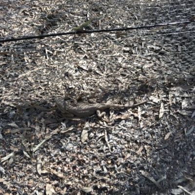 Pogona barbata (Eastern Bearded Dragon) at Forde, ACT - 6 Sep 2020 by annamacdonald