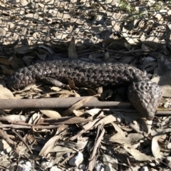 Tiliqua rugosa (Shingleback Lizard) at Mulligans Flat - 6 Sep 2020 by annamacdonald