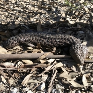 Tiliqua rugosa at Forde, ACT - 6 Sep 2020