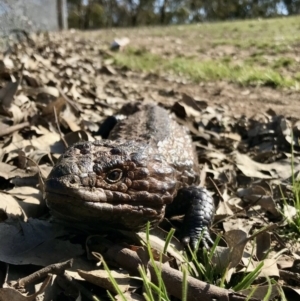 Tiliqua rugosa at Forde, ACT - 6 Sep 2020