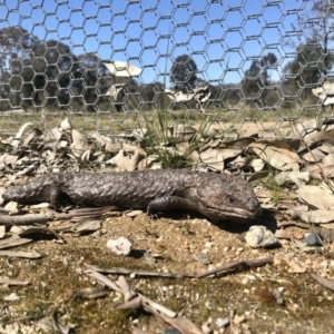 Tiliqua rugosa at Forde, ACT - 6 Sep 2020 12:46 PM