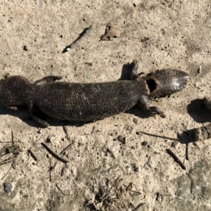 Tiliqua rugosa at Forde, ACT - 6 Sep 2020