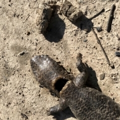 Tiliqua rugosa at Forde, ACT - 6 Sep 2020