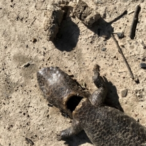 Tiliqua rugosa at Forde, ACT - 6 Sep 2020