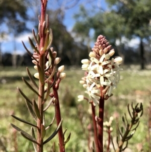 Stackhousia monogyna at Forde, ACT - 6 Sep 2020