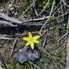 Hypoxis hygrometrica (Golden Weather-grass) at Mulligans Flat - 6 Sep 2020 by annamacdonald