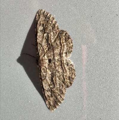 Ectropis (genus) (An engrailed moth) at Page, ACT - 3 Sep 2020 by annamacdonald