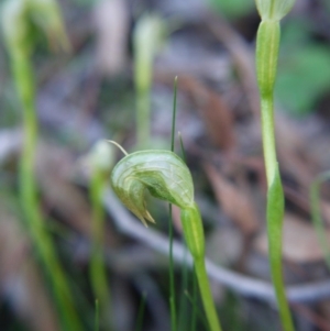 Pterostylis nutans at Acton, ACT - suppressed