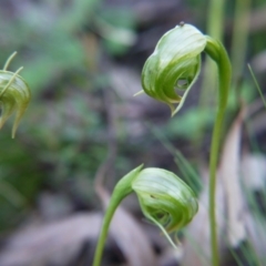 Pterostylis nutans at Acton, ACT - suppressed