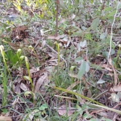 Pterostylis nutans at Acton, ACT - suppressed