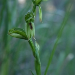 Bunochilus umbrinus (Broad-sepaled Leafy Greenhood) at Downer, ACT - 6 Sep 2020 by ClubFED