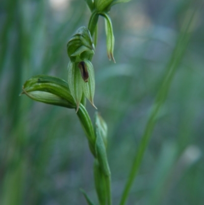 Bunochilus umbrinus (ACT) = Pterostylis umbrina (NSW) (Broad-sepaled Leafy Greenhood) at Downer, ACT by ClubFED
