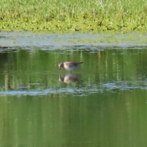 Calidris acuminata at Fyshwick Sewerage Treatment Plant - 6 Sep 2020 03:25 PM