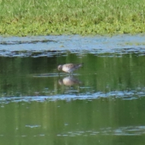 Calidris acuminata at Fyshwick Sewerage Treatment Plant - 6 Sep 2020 03:25 PM