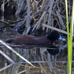 Oxyura australis at Fyshwick, ACT - 6 Sep 2020