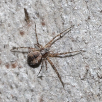 Tamopsis sp. (genus) (Two-tailed spider) at ANBG - 4 Sep 2020 by TimL