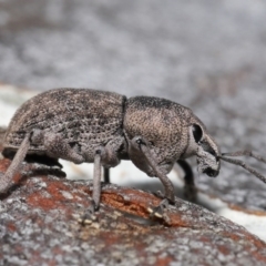 Polyphrades paganus (A weevil) at ANBG - 4 Sep 2020 by TimL