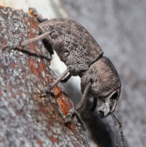 Polyphrades paganus at Downer, ACT - 4 Sep 2020