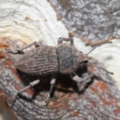 Polyphrades paganus at Downer, ACT - 4 Sep 2020