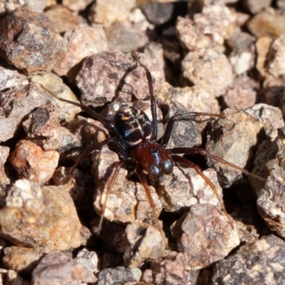Habronestes bradleyi (Bradley's Ant-Eating Spider) at Woodstock Nature Reserve - 6 Sep 2020 by rawshorty
