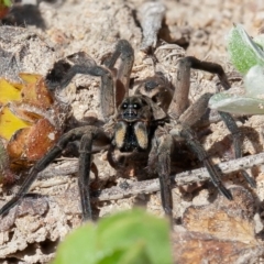 Tasmanicosa sp. (genus) (Unidentified Tasmanicosa wolf spider) at Isaacs Ridge - 6 Sep 2020 by rawshorty