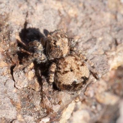 Unidentified Spider (Araneae) at Woodstock Nature Reserve - 6 Sep 2020 by rawshorty