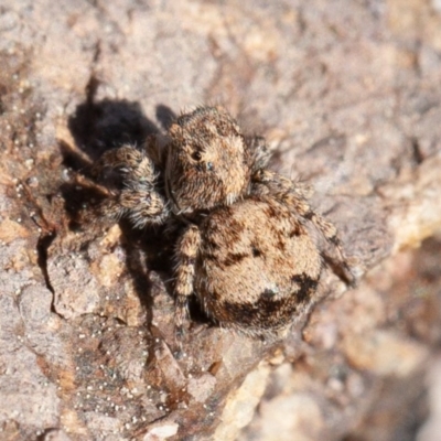 Salticidae (family) (Jumping spider) at Strathnairn, ACT - 6 Sep 2020 by rawshorty