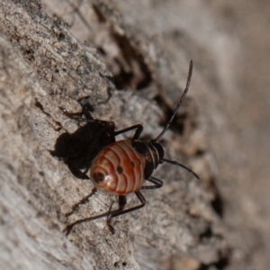 Dysdercus sidae at Calwell, ACT - 5 Sep 2020