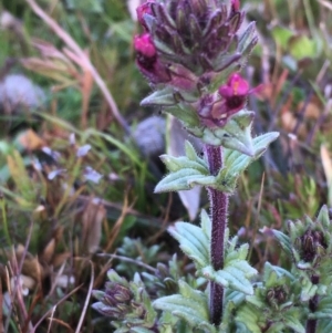 Parentucellia latifolia at Watson, ACT - 6 Sep 2020