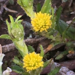 Triptilodiscus pygmaeus (Annual Daisy) at Watson, ACT - 6 Sep 2020 by JaneR