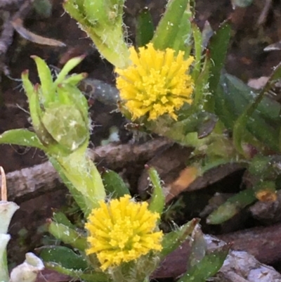 Triptilodiscus pygmaeus (Annual Daisy) at Watson, ACT - 6 Sep 2020 by JaneR