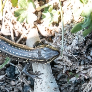 Liopholis whitii at Paddys River, ACT - 4 Sep 2020