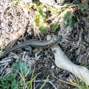 Liopholis whitii at Paddys River, ACT - 4 Sep 2020