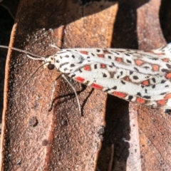 Utetheisa pulchelloides (Heliotrope Moth) at Tennent, ACT - 4 Sep 2020 by SWishart