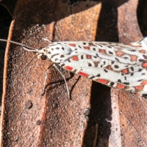 Utetheisa pulchelloides at Tennent, ACT - 4 Sep 2020