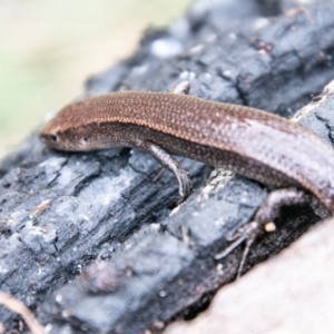 Lampropholis delicata at Paddys River, ACT - 4 Sep 2020