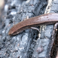 Lampropholis delicata at Paddys River, ACT - 4 Sep 2020 03:23 PM