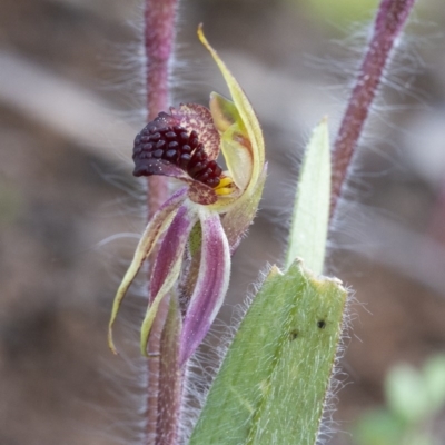 Caladenia actensis (Canberra Spider Orchid) at Majura, ACT by WHall