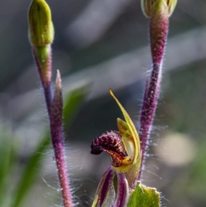 Caladenia actensis at suppressed - suppressed