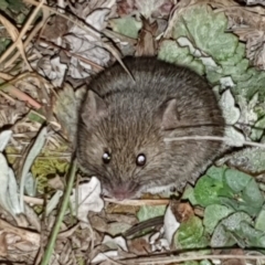 Rattus rattus (Black Rat) at Pialligo, ACT - 6 Sep 2020 by millsse