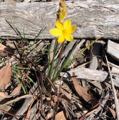 Bulbine bulbosa (Golden Lily) at Bruce, ACT - 6 Sep 2020 by JVR
