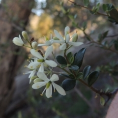 Bursaria spinosa (Native Blackthorn, Sweet Bursaria) at Banks, ACT - 31 Mar 2020 by michaelb